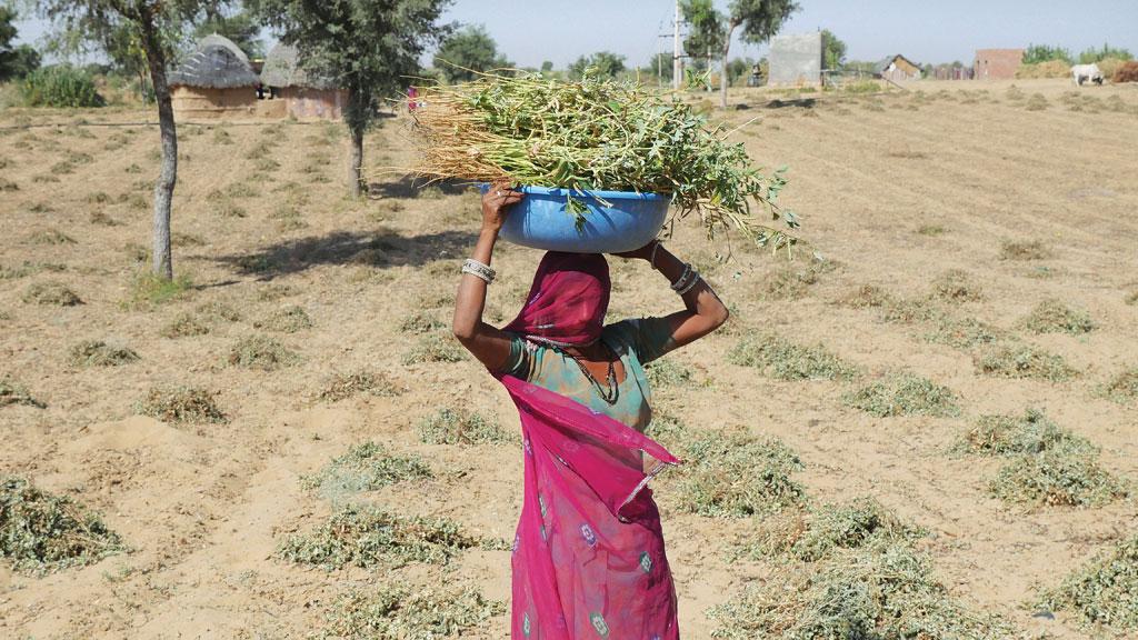 A woman carries guar plants at a farm in Godaro ki Dhani. Guar is a popular vegetable in Rajasthan